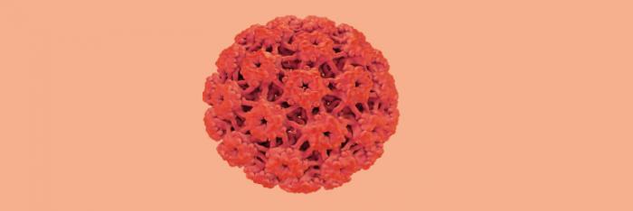 Enfermedades transmisión sexual: Qué es el Virus del Papiloma Humano y cómo abordarlo