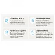 Miniatura - IVB WELLNES ENERGY UP (60 VEG.CÁPSULAS)