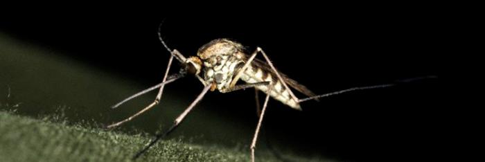 Precauciones sobre el virus del Zika