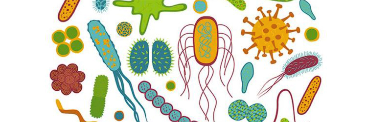 ¿Qué sabes sobre los probióticos?