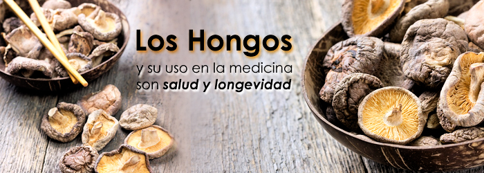 El uso de Hongos medicinales está en auge en nuestra sociedad