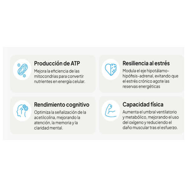 IVB WELLNES ENERGY UP (60 VEG.CÁPSULAS)