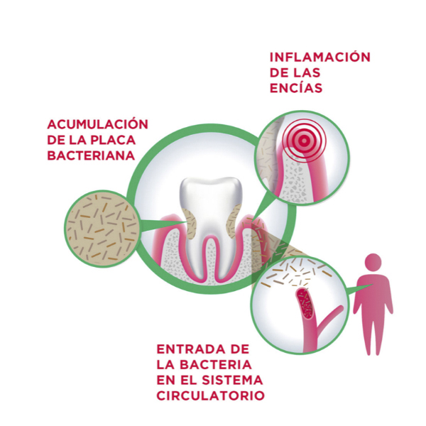 GUM GUM SOFT PICKS COOL MINT COMFORT FLEX LARGE (40 Unidades)