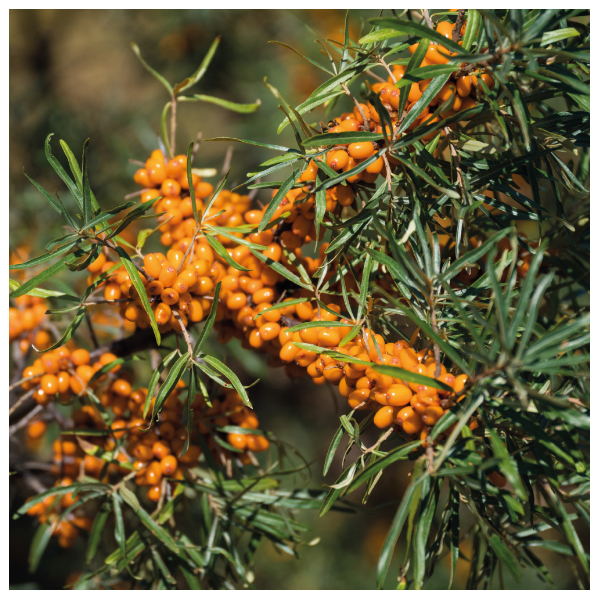 VITAE OlioVita® Repair Bálsamo Hidratante Reparador (100ML)