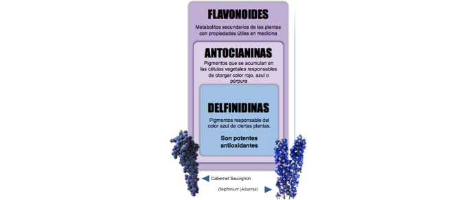 maqui, el antioxidante más potente