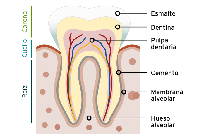 estructura diente