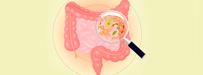 microbiota intestinal