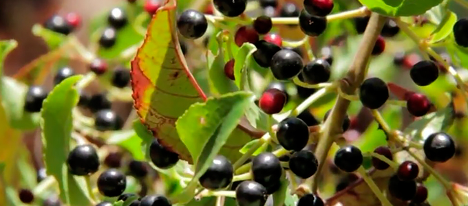 maqui, el antioxidante más potente