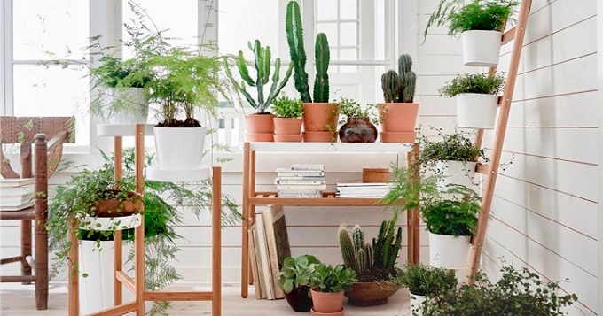 plantas de interior purifican el aire