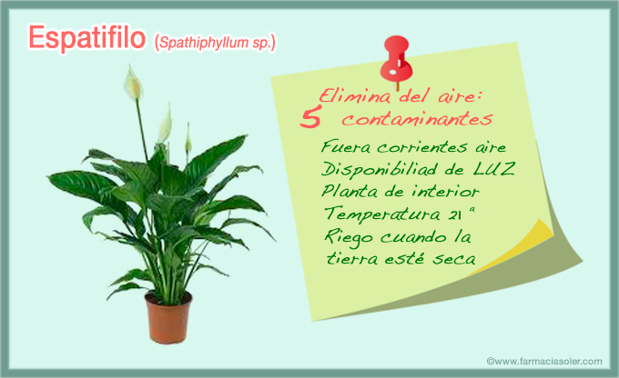 espatifilo, planta que absorbe los compuestos tóxicos del aire