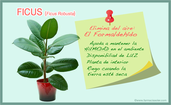 Ficus planta que absorbe los contaminantes del aire